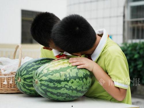吃瓜 校园,揭秘吃瓜群众的校园生活点滴