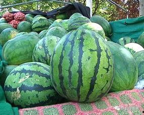 怎么天天吃瓜,揭秘如何天天畅享吃瓜乐趣