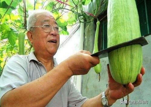 农村老大爷吃瓜,农村老大爷的夏日吃瓜时光