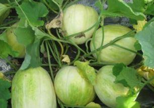 苏州几号吃瓜最好