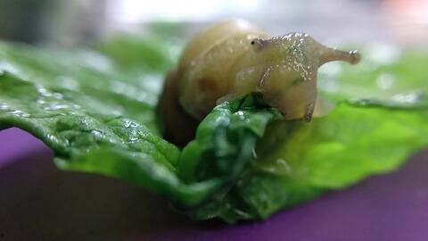 蜗牛吃瓜诗歌,一场诗意盎然的夏日奇遇