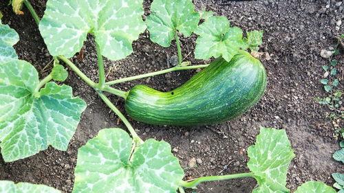 瓠瓜怎么吃的,解锁健康美味新选择