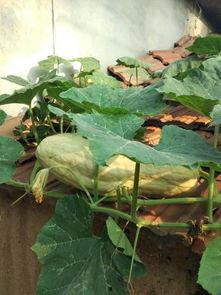 吃树叶瓜,大自然的绿色馈赠