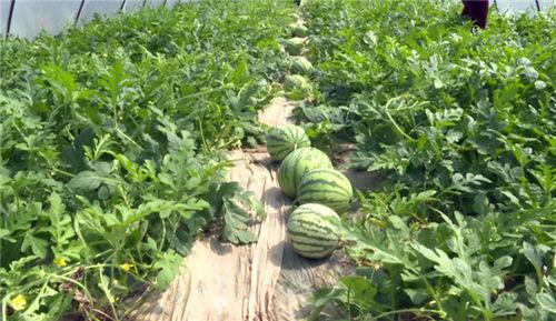 襄阳最新吃瓜事件视频,视频揭秘惊人真相