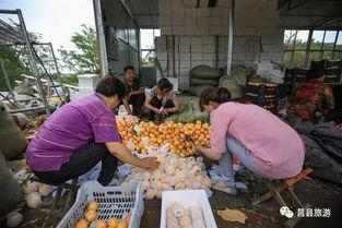 莒县桑园吃瓜事件,村民热议神秘现象