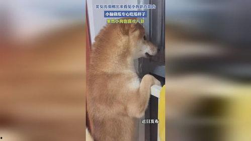 狗子站在阳台吃瓜,狗子悠闲吃瓜时光