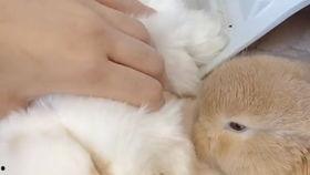 小白兔吃的西瓜叫什么瓜