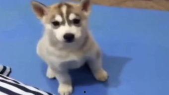 夫妻吵架狗狗吃瓜