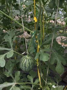 瓜田弥勒吃瓜,瓜田弥勒的悠闲食瓜时光