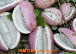 恩施吃瓜梗,品味山城瓜果香