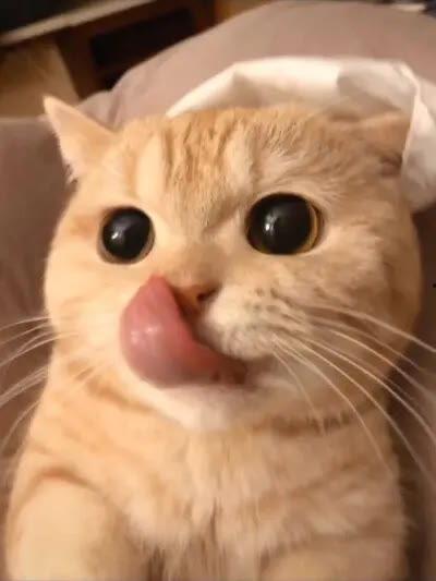 英短喜欢吃哈密瓜,哈密瓜的诱惑