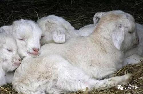 拉圈吃瓜小羊,揭秘娱乐圈幕后故事