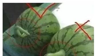 西瓜视频挑瓜吃