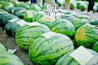 松溪吃瓜比赛视频,一场速度与口感的较量