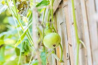 葫芦瓜的搭配吃,营养美味两不误