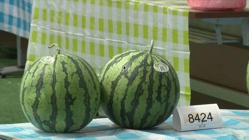 在嘉兴吃瓜,品味江南特色，解锁夏日清凉新体验