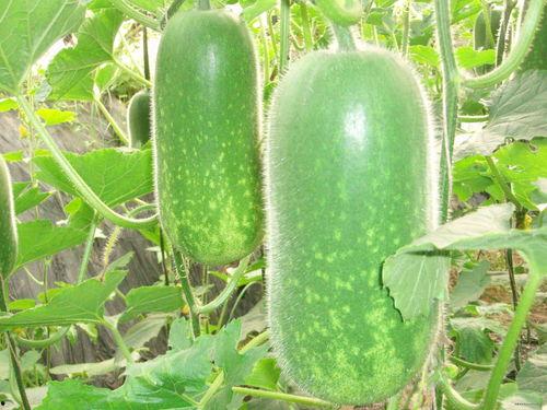 玩水吃瓜视频大全,玩水吃瓜欢乐多——玩水吃瓜视频大全精彩回顾