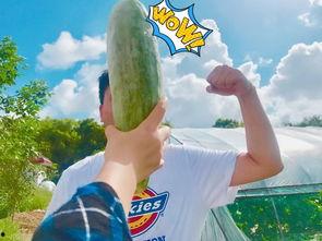 今日吃瓜网红,揭秘吃瓜界的风云人物