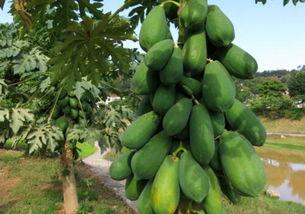 熟树瓜怎样吃,熟树瓜的多重美味食用指南